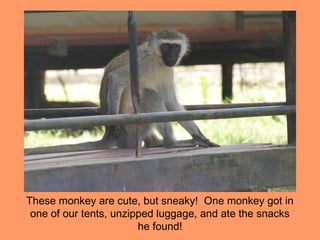 These monkey are cute, but sneaky! One monkey got in
 one of our tents, unzipped luggage, and ate the snacks
                        he found!
 