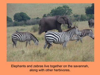 Elephants and zebras live together on the savannah,
           along with other herbivores.
 
