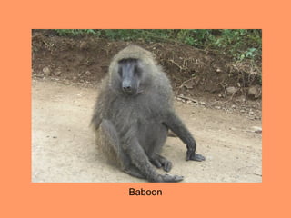 Baboon
 