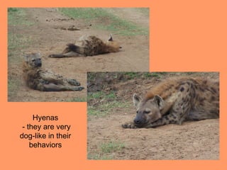 Hyenas
 - they are very
dog-like in their
    behaviors
 