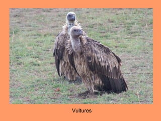 Vultures
 