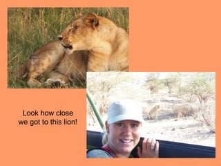 Look how close
we got to this lion!
 