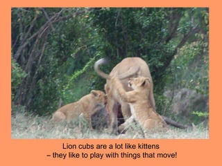 Lion cubs are a lot like kittens
– they like to play with things that move!
 