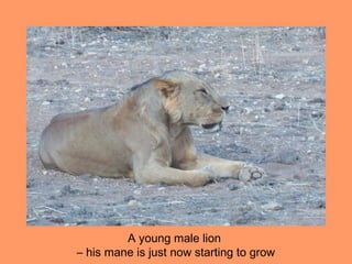 A young male lion
– his mane is just now starting to grow
 