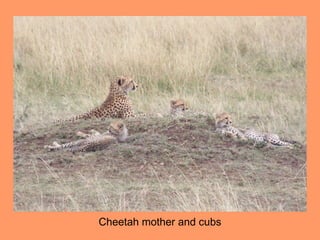 Cheetah mother and cubs
 