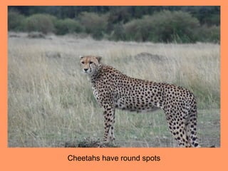 Cheetahs have round spots
 