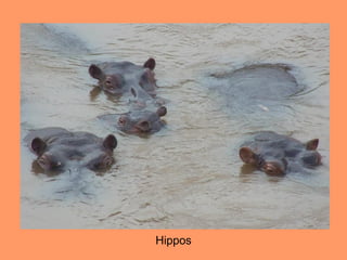 Hippos
 