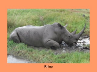 Rhino
 