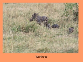 Warthogs
 