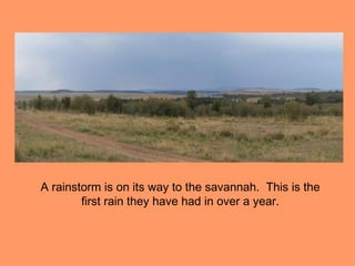 A rainstorm is on its way to the savannah. This is the
        first rain they have had in over a year.
 