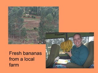 Fresh bananas
from a local
farm
 