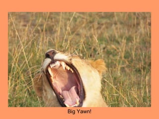 Big Yawn!
 