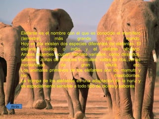 Elefante es el nombre con el que es conocido el mamífero
(terrestre) más grande del mundo.
Hoy en día existen dos especies diferentes de elefantes. El
elefante asiático o indio y el elefante africano.
Ambas especies ocupan hábitats variados, como desiertos,
sabanas, zonas de bosques tropicales, valles de ríos, zonas
montañosas de gran altura, etc.
Los animales primitivos de los elefantes son los mamuts y
los mastodontes.
La trompa de los elefantes es una adaptación de la nariz y
es especialmente sensible a todo tipo de olores y sabores.
Atrás
 