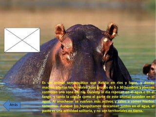 Es un animal semiacuático que habita en ríos y lagos, y donde
machos adultos territoriales 1con grupos de 5 a 30 hembras y jóvenes
controlan una zona del río. Durante el día reposan en el agua o en el
fango, y tanto la cópula como el parto de este animal suceden en el
agua. Al anochecer se vuelven más activos y salen a comer hierbas
terrestres. Aunque los hipopótamos descansan juntos en el agua, el
pasto es una actividad solitaria, y no son territoriales en tierra.
Atrás
 