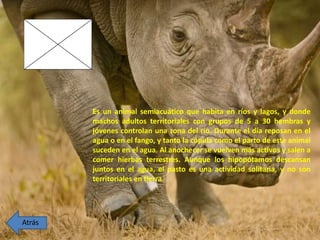 Es un animal semiacuático que habita en ríos y lagos, y donde
machos adultos territoriales con grupos de 5 a 30 hembras y
jóvenes controlan una zona del río. Durante el día reposan en el
agua o en el fango, y tanto la cópula como el parto de este animal
suceden en el agua. Al anochecer se vuelven más activos y salen a
comer hierbas terrestres. Aunque los hipopótamos descansan
juntos en el agua, el pasto es una actividad solitaria, y no son
territoriales en tierra
Atrás
 