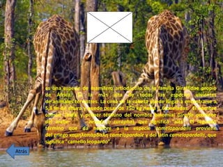 es una especie de mamífero artiodáctilo de la familia Giraffidae propio
de África. Es la más alta de todas las especies vivientes
de animales terrestres. La cima de la cabeza puede llegar a encontrarse a
5,8 m de altura y puede pesar de 750 kg hasta 1,6toneladas. El nombre
común 'jirafa' y primer término del nombre binomial Giraffa proviene
del árabe ziraafa o zurapha), que significa "alta". El segundo
término que da nombre a la especie camelopardalis proviene
del griego καμηλοπάρδαλη camelopardale y del latín camelopardalis, que
significa "camello leopardo".
Atrás
 