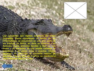 Los cocodrilos son reptiles acuáticos del orden
Crocodilia. Éstos constituyen la familia de los
Crocodylidaey se encuentran en una gran parte de
los trópicos en África, en Asia, en América y en
Australia. Estos animales tienden a vivir en ríos
lentos y de alimentan de una amplia variedad de
mamíferos y de peces vivos y muertos. Ciertas
especies, en particular el cocodrilo marino de
Australia y de las islas del Pacífico, se aventuran a
veces bastante lejos en el mar.
Atrás
 