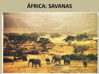 ÁFRICA: SAVANAS
 