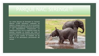 PARQUE NAC. SERENGETI
Las vastas llanuras de Serengeti en Tanzania
abarcan 15.000 kilómetros cuadrados de
sabana y bosque abierto. En él se encuentran
las mayores manadas de herbívoros del mundo
y sus depredadores. Proporcionan un
espectáculo único con su migración anual. Las
grandes manadas se mueven por todo el
ecosistema pero lo más impresionante es entre
mayo y junio cuando se trasladas de las
llanuras a los abrevaderos permanentes del
parque.
 