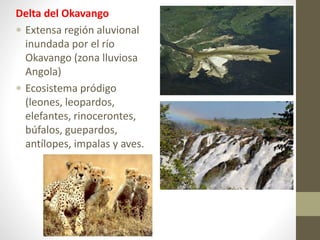 Delta del Okavango
 Extensa región aluvional
inundada por el río
Okavango (zona lluviosa
Angola)
 Ecosistema pródigo
(leones, leopardos,
elefantes, rinocerontes,
búfalos, guepardos,
antílopes, impalas y aves.
 