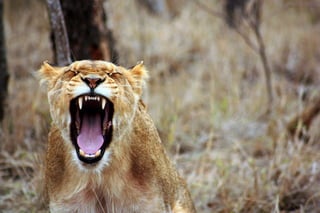 A Lion yawning
