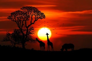 Giraffes and the sunset