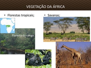 • Florestas tropicais;
VEGETAÇÃO DA ÁFRICA
• Savanas;
Floresta do congo
 