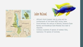 Lake Malawi
- Africa’s third-largest lake by area and the
southernmost of the Great Rift Valley lakes
- Found between the nations of Malawi, Tanzania (Lake
Nyasa), and Mozambique (Lake Niassa); thus name is
disputed.
- Contains hundreds of species of endemic fish,
especially 700 species of cichlids.
 