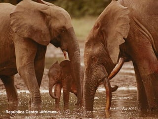 República Centro -Africana 