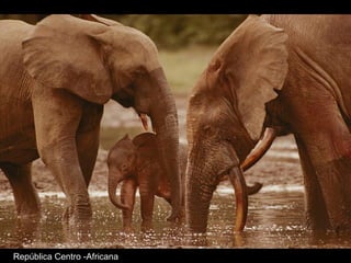 República Centro -Africana
 