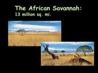 The African Savannah:
13 million sq. mi.
 