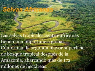 Selvas Africanas
Las selvas tropicales centro-africanas
tienen una importancia global.
Conforman la segunda mayor superficie
de bosque tropical después de la
Amazonia, abarcando más de 172
millones de hectáreas.
 