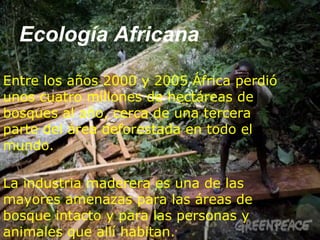 Ecología Africana
Entre los años 2000 y 2005 África perdió
unos cuatro millones de hectáreas de
bosques al año, cerca de una tercera
parte del área deforestada en todo el
mundo.
La industria maderera es una de las
mayores amenazas para las áreas de
bosque intacto y para las personas y
animales que allí habitan.
 
