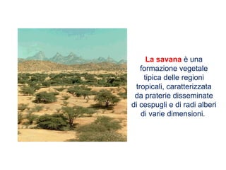 La savana è una
formazione vegetale
tipica delle regioni
tropicali, caratterizzata
da praterie disseminate
di cespugli e di radi alberi
di varie dimensioni.
 