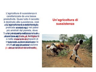 L'agricoltura di sussistenza è
caratterizzata da una bassa
produttività. Quasi tutto il raccolto
è destinato alla sussistenza, cioè
alla sopravvivenza della famiglia
contadina.
.
Tra le principali produzioni vi sono
alcuni cereali (il sorgo, il miglio, il
mais e il riso)
e le coltivazioni destinate
all’esportazione
(il cacao, le arachidi e il caffè).
Un’agricoltura di
sussistenza
L'agricoltura di sussistenza è
praticata ancora oggi nei paesi
più arretrati del pianeta, dove
non si investe nell'acquisto di
macchine agricole, di fertilizzanti
o nella creazione di impianti di
irrigazione, e dove mancano le
strutture per la conservazione
dei prodotti in eccedenza
 