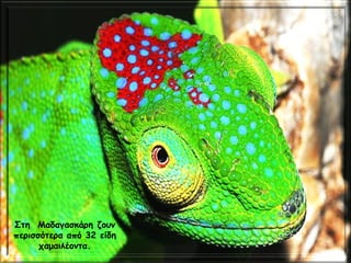 Στη  Μαδαγασκάρη ζουν
περισσότερα από 32 είδη
χαμαιλέοντα.
 