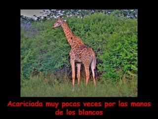 Acariciada muy pocas veces por las manos de los blancos 