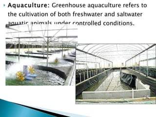 Aquaculture:  Greenhouse a quaculture refers to the cultivation of both freshwater and saltwater aquatic animals under controlled conditions. 