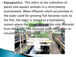 Aquaponics:  This refers to the  cultivation of plants and aquatic animals in a recirculating environment. When effluents which accumulate in the water used for growing fish becomes toxic to the fish, the water is moved to a hydroponic system where the plants take up the vital nutrients from the water. The cleansed water thereafter re-circulated back to the fish. 