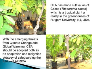 CEA has made cultivation of Cocoa ( Theobroma   cacao ) which is a tropical plant a reality in the greenhouses of Rutgers University, NJ, USA.  With the emerging threats from Climate Change and Global Warming, CEA should be adopted both as an adaptation and mitigation strategy of safeguarding the future of AFRICA 