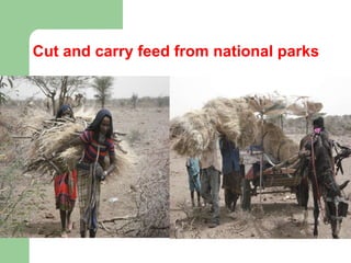 Cut and carry feed from national parks 