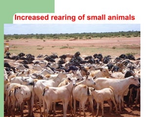 Increased rearing of small animals  