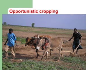 Opportunistic cropping 