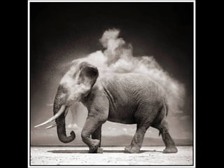 Africa black and-white