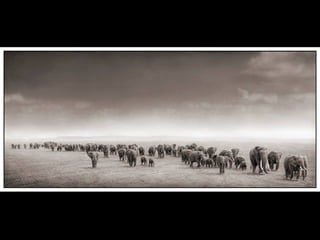 Africa black and-white