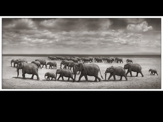 Africa black and-white