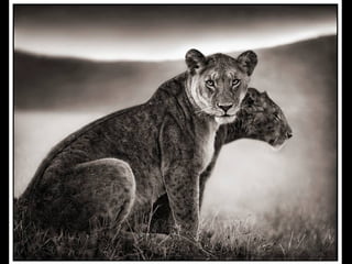 Africa black and-white