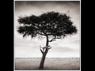 Africa black and-white