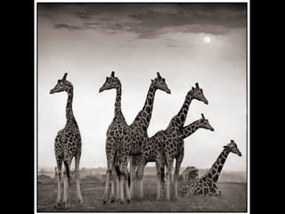 Africa black and-white