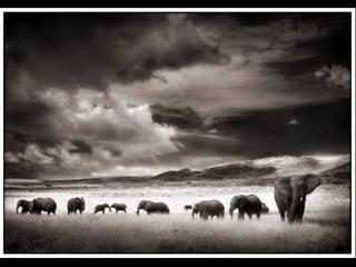 Africa black and-white